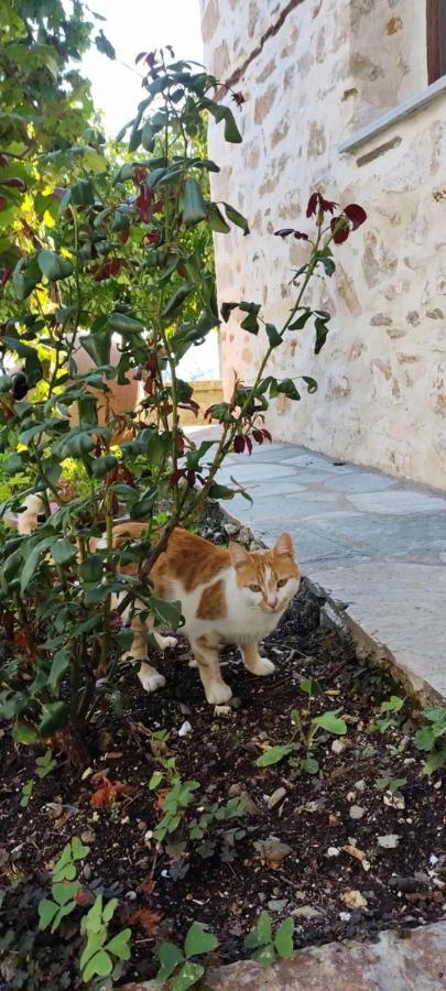San Lorenzo Cottage - Παραδοσιακά Πέτρινα Δωμάτια Agios Lavrentios Екстериор снимка
